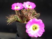 Thumbnail of 1724_Echinocereus spec._20120519_01(1).jpg
